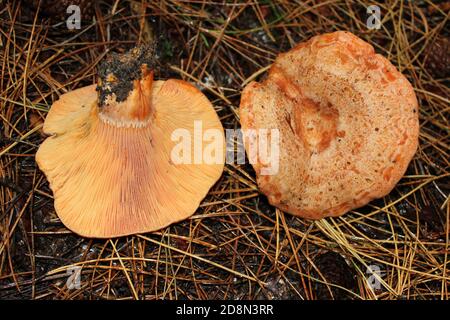 Zafferano Milkcap Lactarius deliciosus Foto Stock