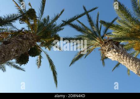 rami di palma si estendono contro il cielo blu Foto Stock