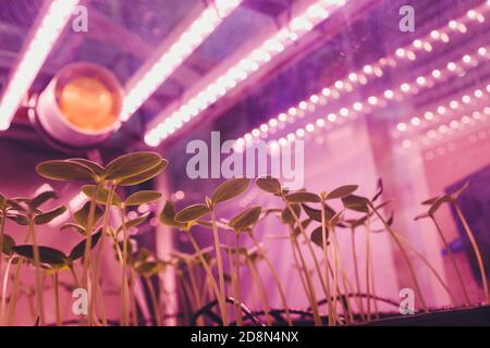 Fattoria interna intelligente e concetto di fotoperiodismo. Focalizzazione selettiva sulla sorgente luminosa del pannello a LED artificiale utilizzata in un esperimento sulla crescita delle piante vegetali. Foto Stock