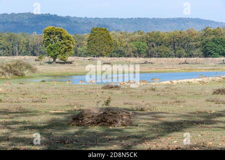 Chital (asse asse) nella foresta indiana Foto Stock