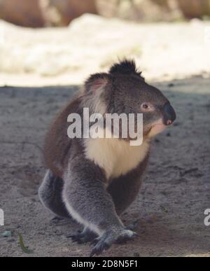 Koala Bear a terra guardando in alto Foto Stock