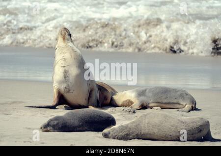 Numerose foche rilassanti sulla spiaggia Foto Stock