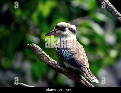 Kookaburra uccello arroccato su albero in Australia Foto Stock