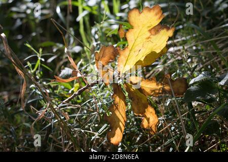 Foglie di quercia autunnale marrone e oro, Quercus sp., illuminate al sole su erba verde umida, vista ravvicinata Foto Stock