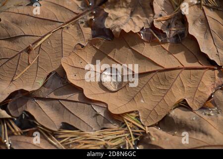 Foglia di quercia marrone autunnale, Quercus sp., galleggiante in acqua con gocciolina d'acqua, vista ravvicinata Foto Stock