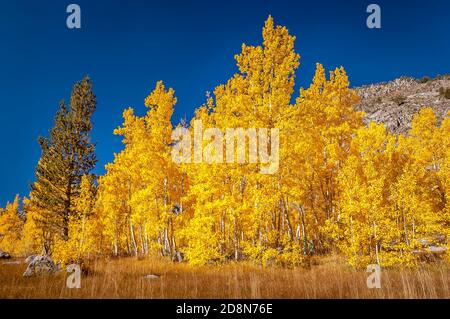 Gli alberi di Aspen mostrano i loro colori autunnali nella valle di Owens. Foto Stock