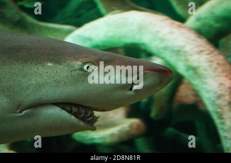 primo piano sulla testa di squalo nell'acquario Foto Stock