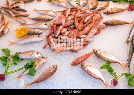 Pesce fresco – triglia rossa – su ghiaccio per la vendita al mercato all'aperto di prodotti alimentari di mare. Pesce di mare crudo. Foto Stock