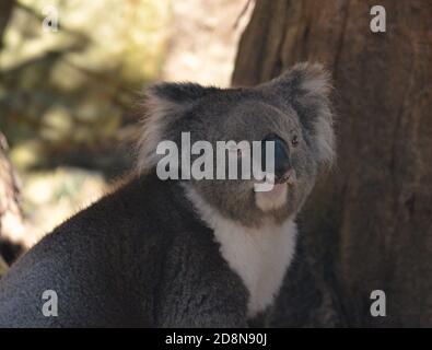 Koala a terra sotto l'ombra di un albero. Foto Stock