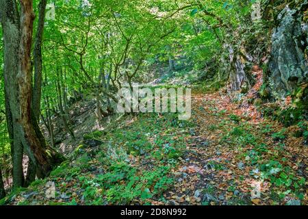 Slovacchia - la salita a Plesivecka planina nel parco nazionale Slovensky Kras. Foto Stock