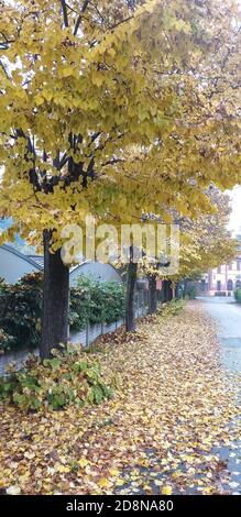 I fantastici colori dell'autunno, foglie gialle che cadono dagli alberi e creano un tappeto colorato sul terreno. Foto Stock