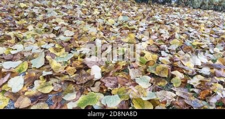 I fantastici colori dell'autunno, foglie gialle che cadono dagli alberi e creano un tappeto colorato sul terreno. Foto Stock