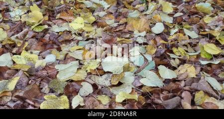 I fantastici colori dell'autunno, foglie gialle che cadono dagli alberi e creano un tappeto colorato sul terreno. Foto Stock