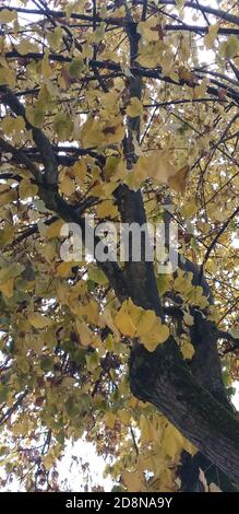 I fantastici colori dell'autunno, foglie gialle che cadono dagli alberi e creano un tappeto colorato sul terreno. Foto Stock