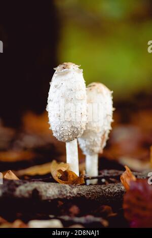 Due funghi a coda di cavallo su un terreno forestale Foto Stock