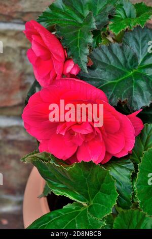 Fiori rossi luminosi di begonia tuberous o (Begonia tuberhybrida) - primo piano decorativo di piante a fiore grande su sfondo sfocato. Può essere cresciuto sia a. Foto Stock