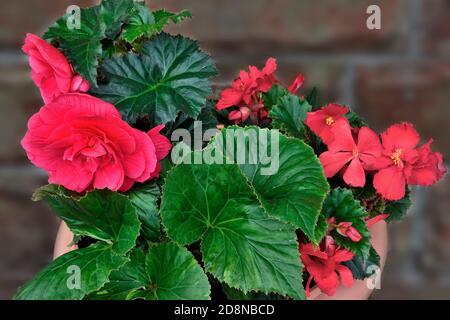 Fiori rossi luminosi di begonia tuberous o (Begonia tuberhybrida) - primo piano decorativo di piante a fiore grande su sfondo sfocato. Può essere cresciuto sia a. Foto Stock