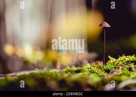 Piccolo fungo sul muschio nella foresta con luce colorata in autunno. Foto Stock
