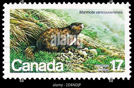 MOSCA, RUSSIA - 8 OTTOBRE 2020: Francobollo stampato in Canada mostra Vancouver Island Marmot (Marmota vancouverensis), Endangered Wildlife serie, c. Foto Stock