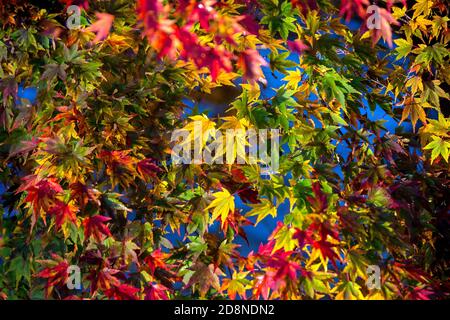 Buxton's Pavilion Gardens, ottobre 31 2020. In una breve esplosione di sole, i colori autunnali delle foglie sullo sfondo del fiume Wye Foto Stock