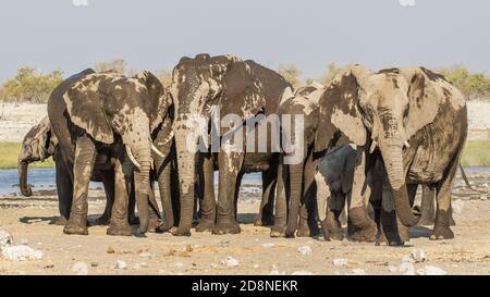 Gruppo di elefanti africani (Loxodonta africana), Parco Nazionale di Etosha, Namibia Foto Stock