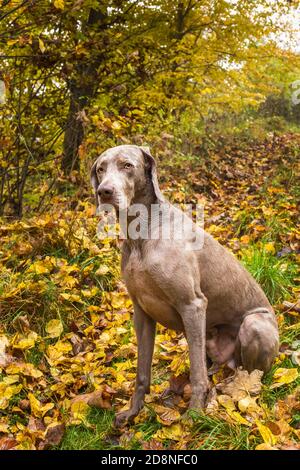 Wet Weimaraner nella foresta autunnale. Cane da caccia alla caccia. Cane grigio. Razza cane da caccia. Foto Stock