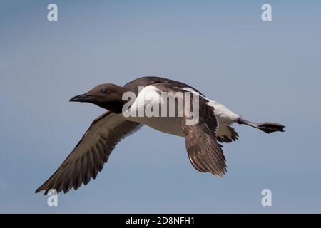 Murre comune o guillemot comune in volo, Uria aalge, Isole Farne, Scozia Foto Stock