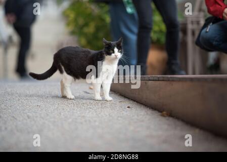 gatto nero e bianco shortair nazionale in piedi tra i turisti Foto Stock