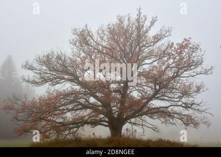 Possente querce nel centro di Röskär, a Bogesundslandet, Vaxholm, Svezia Foto Stock