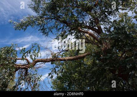 Greenville County, South Carolina, Stati Uniti. 31 Ott 2020. Greenville County, South Carolina, Stati Uniti. Milioni di persone hanno perso il potere dopo l'uragano Zeta. La Upstate SC ha avuto una particolare devastazione a causa del numero insolito di alberi caduti, causando interruzioni di corrente ancora durate giorni dopo. I lavoratori sono stati portati dal Midwest e dalla Florida per aiutare a riparare i servizi devastati, mentre i proprietari di case sono stati lasciati per affrontare le riparazioni a casa e ripulire la sua scia. Immagini di luce del castello / Alamy Live News. Foto Stock