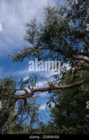 Greenville County, South Carolina, Stati Uniti. 31 Ott 2020. Greenville County, South Carolina, Stati Uniti. Milioni di persone hanno perso il potere dopo l'uragano Zeta. La Upstate SC ha avuto una particolare devastazione a causa del numero insolito di alberi caduti, causando interruzioni di corrente ancora durate giorni dopo. I lavoratori sono stati portati dal Midwest e dalla Florida per aiutare a riparare i servizi devastati, mentre i proprietari di case sono stati lasciati per affrontare le riparazioni a casa e ripulire la sua scia. Immagini di luce del castello / Alamy Live News. Foto Stock