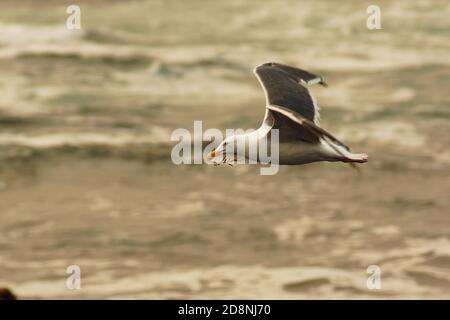 Seagull in volo Foto Stock