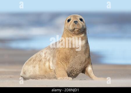 Atlantic Grey Seal Pup (Halichoerus grypus) su una spiaggia Foto Stock