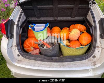 Zucche Rouge Vif d'Etampe in scarpone da auto raccolte dall'assegnazione in autunno Foto Stock