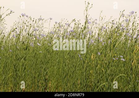 una lunga fila verde piante di lino forti con fiori blu in zeeland, paesi bassi in estate Foto Stock