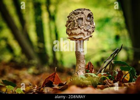 I funghi in autunno Foto Stock