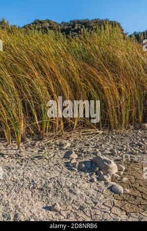 Gabbie nel fiume Santa Ynez Foto Stock