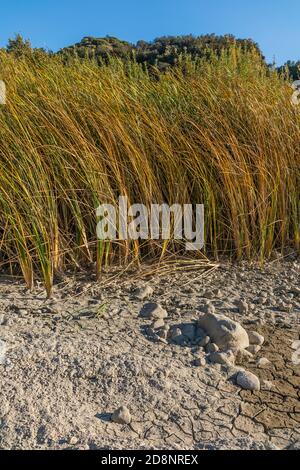 Gabbie nel fiume Santa Ynez Foto Stock