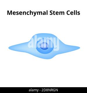 Cellule staminali mesenchimali. Struttura delle cellule staminali. Illustrazione vettoriale su sfondo isolato Illustrazione Vettoriale