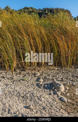 Gabbie nel fiume Santa Ynez Foto Stock