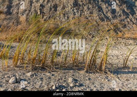 Gabbie nel fiume Santa Ynez Foto Stock