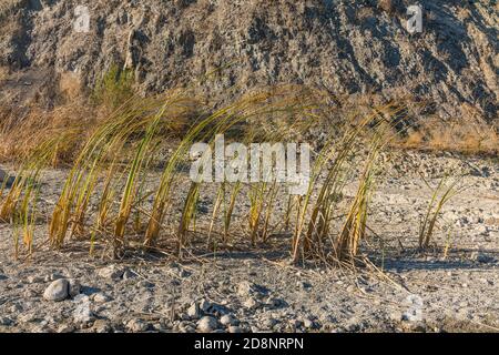 Gabbie nel fiume Santa Ynez Foto Stock