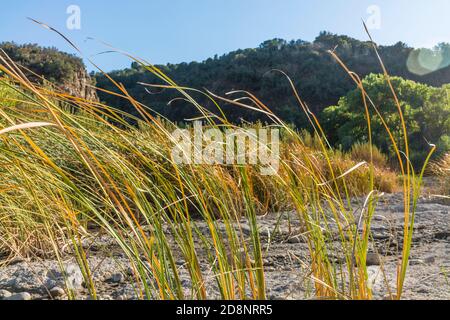 Gabbie nel fiume Santa Ynez Foto Stock