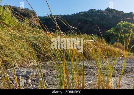 Gabbie nel fiume Santa Ynez Foto Stock