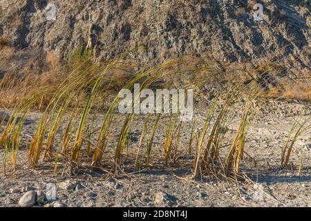 Gabbie nel fiume Santa Ynez Foto Stock