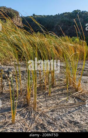 Gabbie nel fiume Santa Ynez Foto Stock