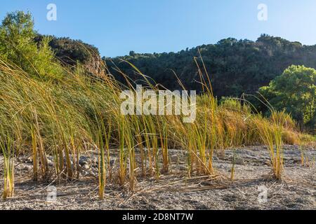 Gabbie nel fiume Santa Ynez Foto Stock