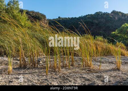 Gabbie nel fiume Santa Ynez Foto Stock