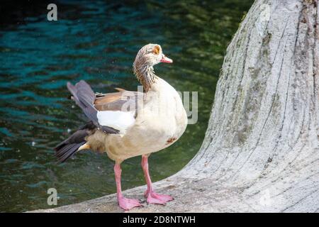 Vista frontale di un'oca Egiziana sulla riva del lago. L'Oca Egiziana è un membro della famiglia Anatidae Foto Stock