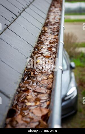 Un ritratto di una grondaia piena di foglie d'autunno e di acqua accanto ad un tetto di ardesia. Il gocciolatoio è ostruito e dovrebbe essere pulito. Solo uno dei canali stagionali Foto Stock